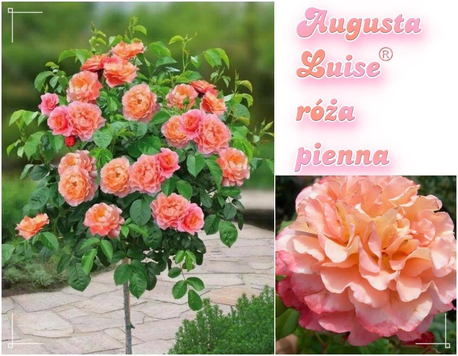 Augusta Luise róże pienne